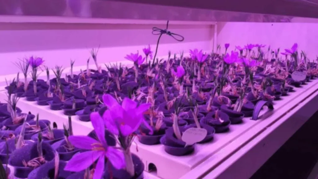 Saffron Farming at Home