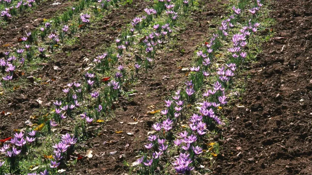 Saffron Farming at Home